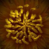 Heart Of A Dandelion_48236-7